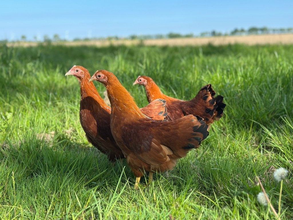 Jonge tamme New hampshire kriel kippen gesekst & ingeënt, Dieren en Toebehoren, Pluimvee, Vrouwelijk, Kip