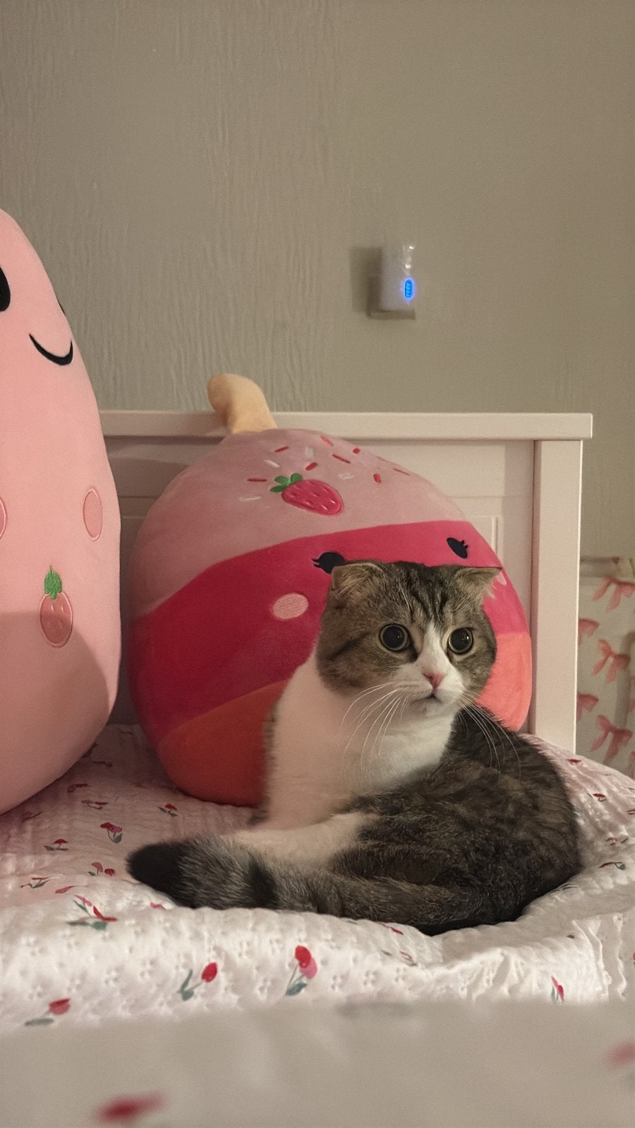 Scottishfold, Dieren en Toebehoren, Kater, Ontwormd, 0 tot 2 jaar