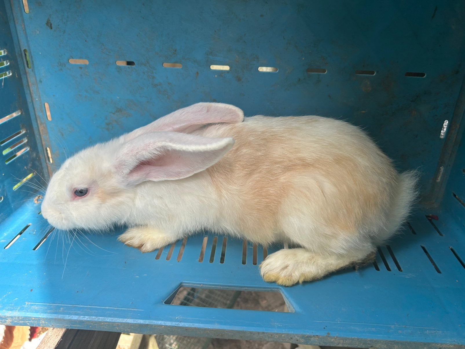 Bélier. Géant allemand, Animaux & Accessoires, Mâle, Grand, 0 à 2 ans