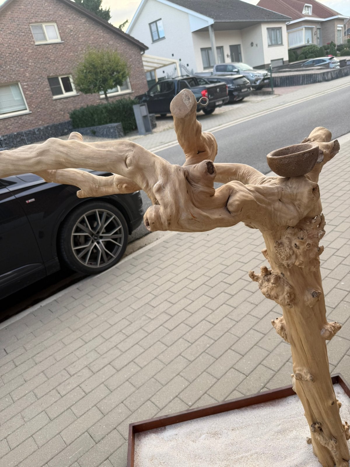 Zeer mooie en stevige javaboom