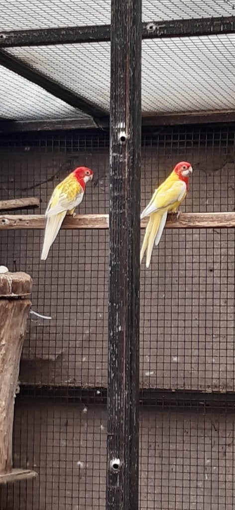 Koppel Rosella lutino, Animaux & Accessoires, Plusieurs animaux, Perruche, Bagué