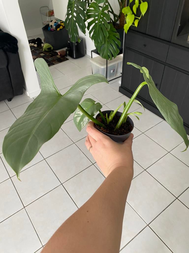Philodendron 'Silver Queen', Huis en Inrichting, Kamerplanten, Ophalen