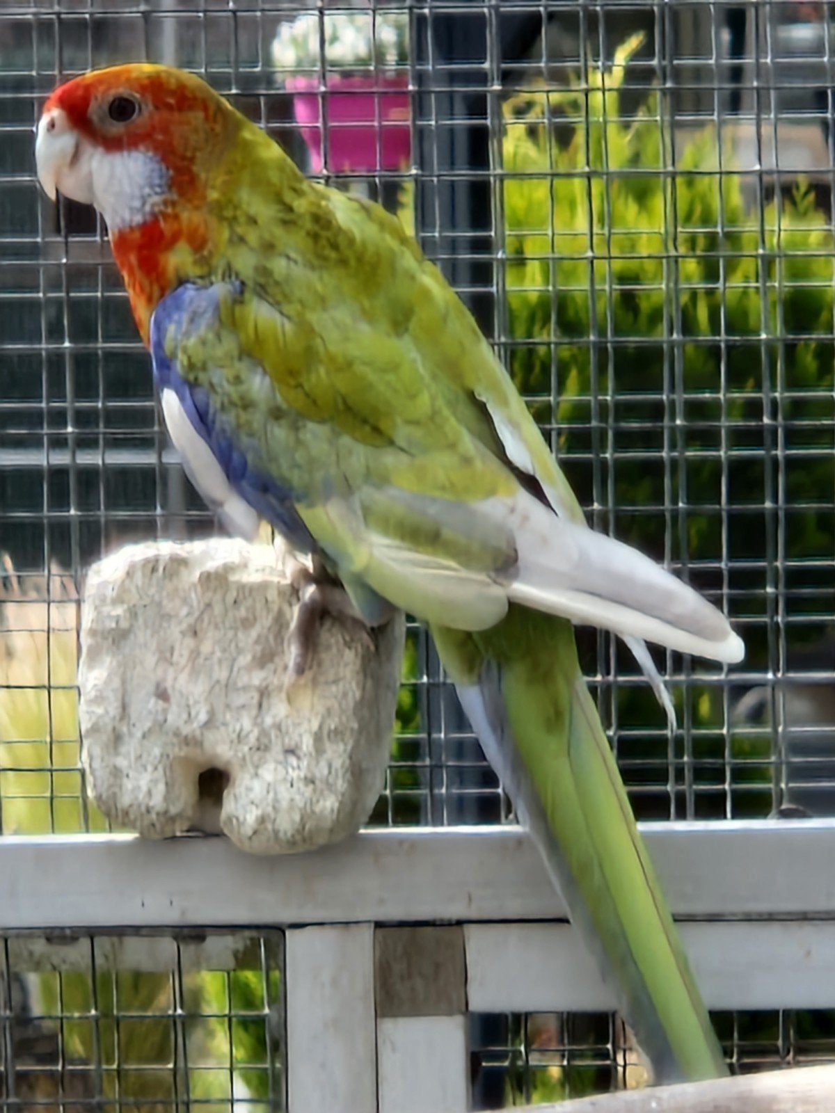 rosella's Koppel, Meerdere dieren, Parkiet, Geringd