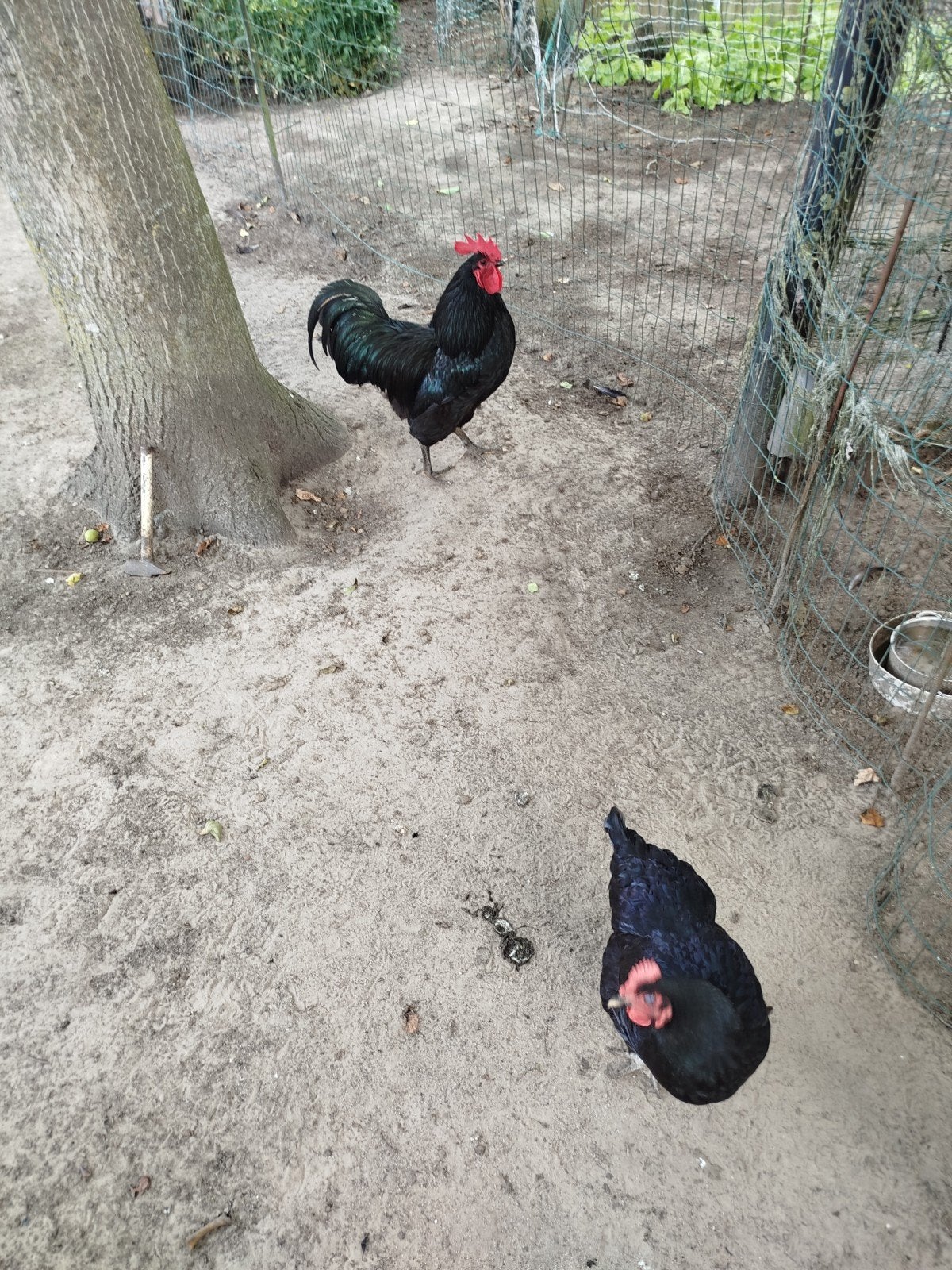 Haan, Dieren en Toebehoren