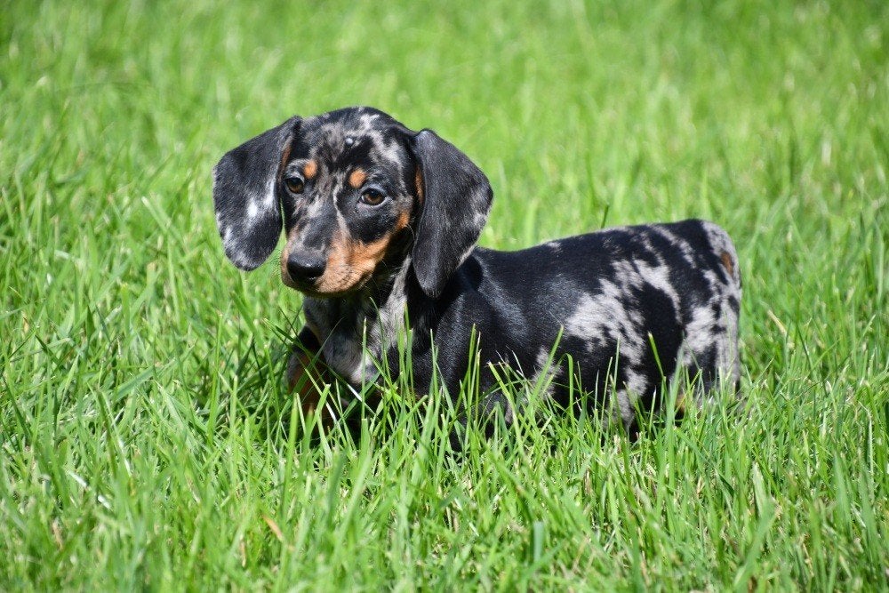 Chiots Teckel à vendre (nain - bleu merle - poil court), 15 semaines à 1 an, Poils courts, Plusieurs animaux, Éleveur | Professionnel