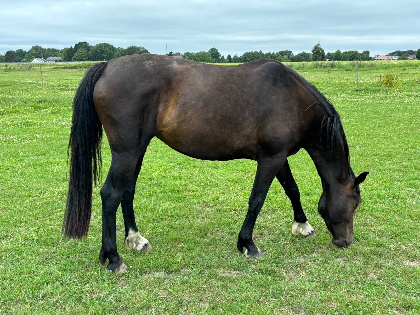Paarden zoeken nieuw huisje, Dieren en Toebehoren, Meerdere dieren