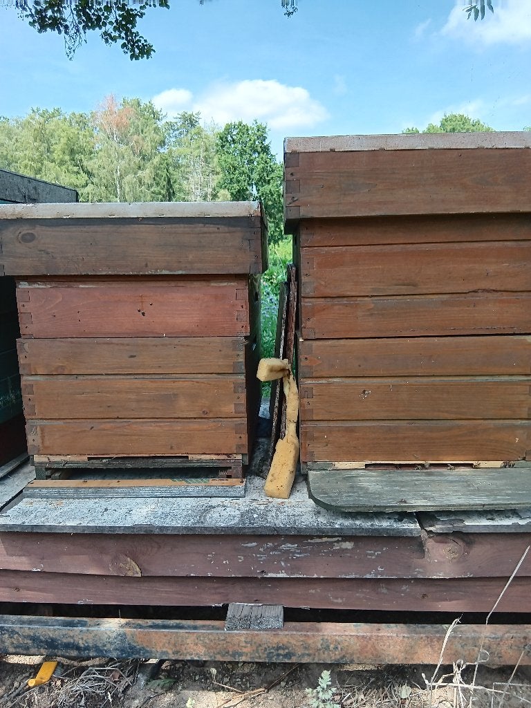 bijenvolken, Abeilles