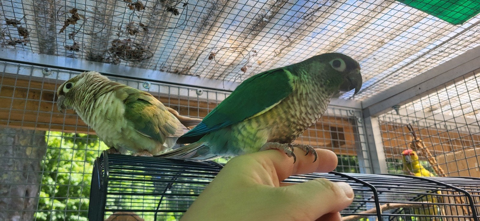 Conure molinae  femelle semi apprivoisé, Vrouwelijk