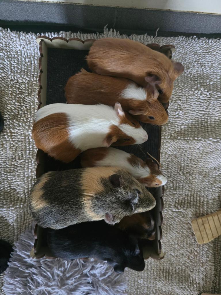 Cavias guinea pigs, Février, Plusieurs animaux