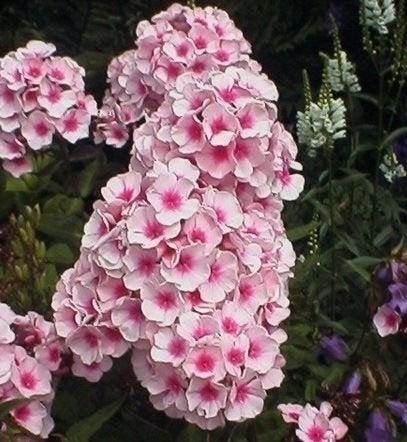 Phlox et pneumaria, Enlèvement, Plante fixe