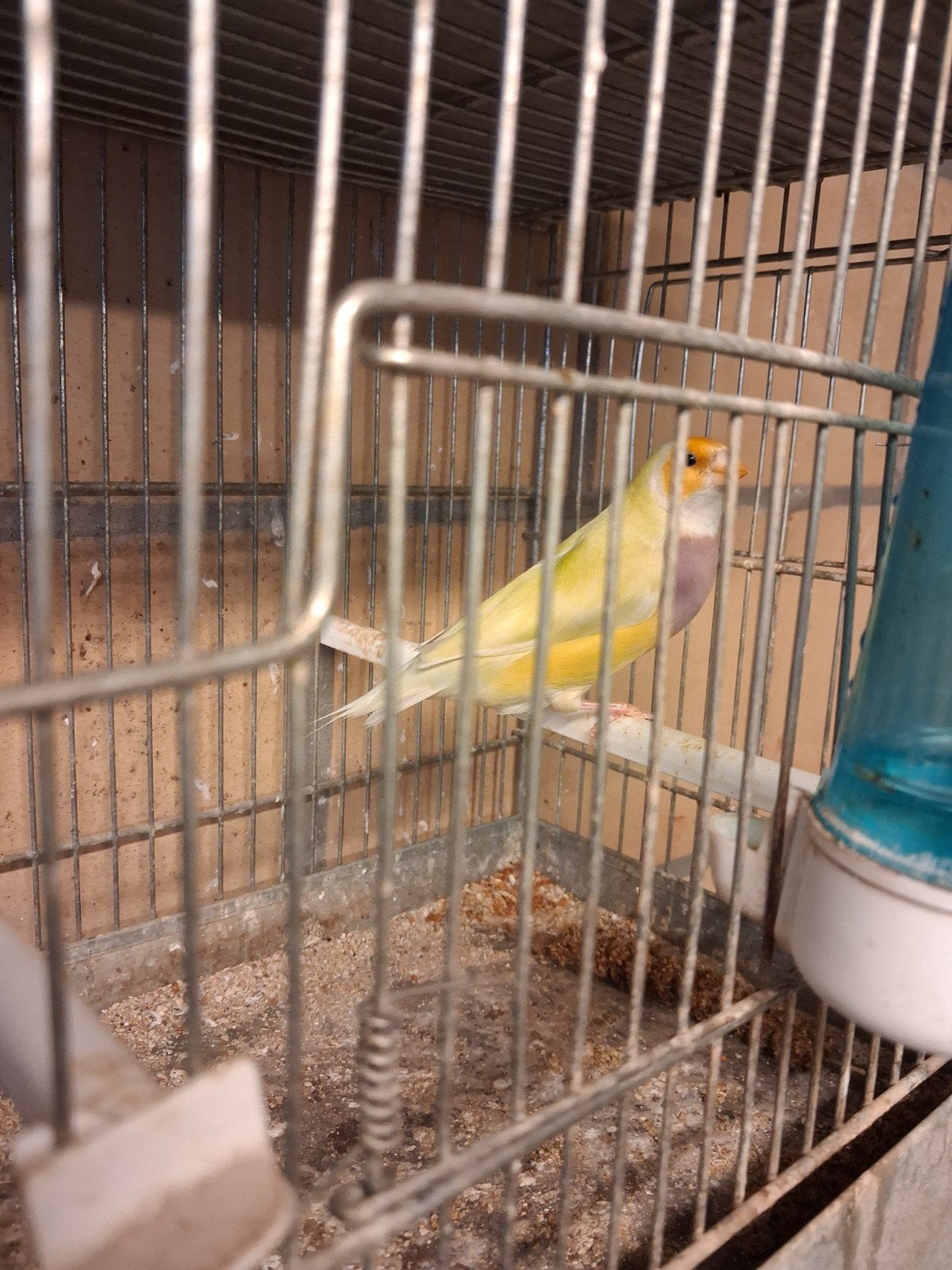 EF PASTEL GROEN POP, Dieren en Toebehoren, Vrouwelijk, Tropenvogel, Geringd