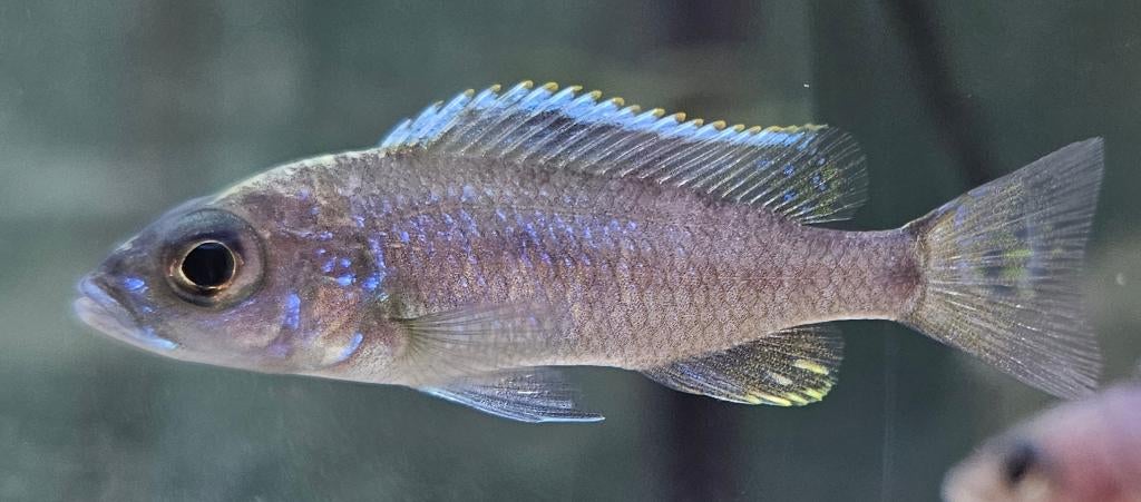 Cichlidés Sciaenochromis fryeri iceberg ahli malawi, Poisson, Poisson d'eau douce