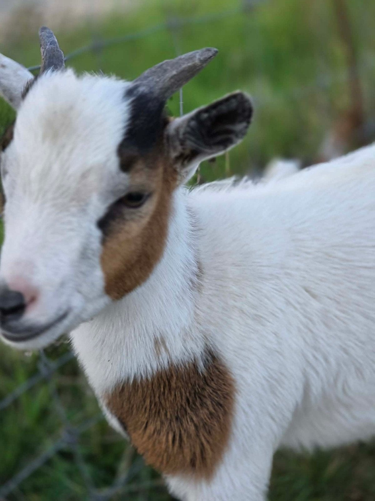 Dwerggeitje, Dieren en Toebehoren