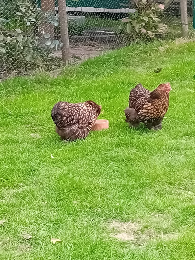 Cochin krielen, Dieren en Toebehoren, Meerdere dieren, Kip