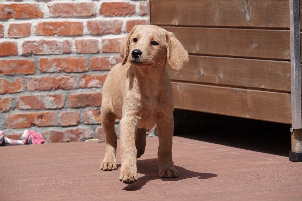 Abrikoze Labradoodle pups (type labrador), met stamboom, Dieren en Toebehoren, Parvo, België, Overige rassen, 8 tot 15 weken