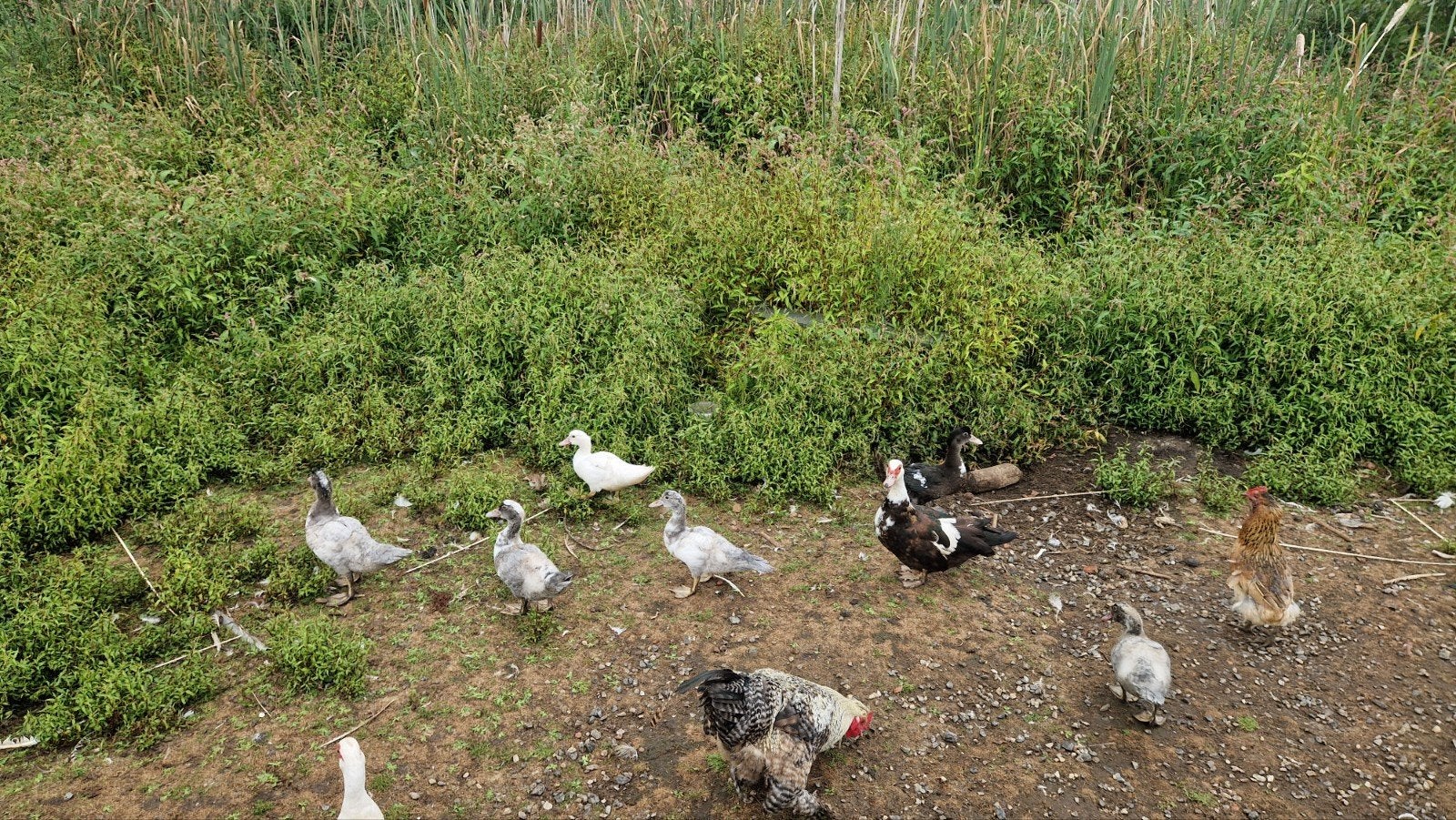 barberie eenden, Meerdere dieren, Eend