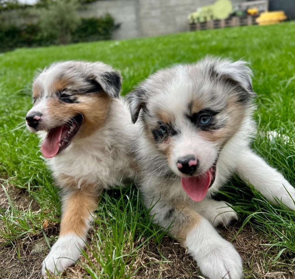 Prachtige ras zuivere Australische herder pups (teefjes), Dieren en Toebehoren, België, CDV (hondenziekte), 8 tot 15 weken, Meerdere