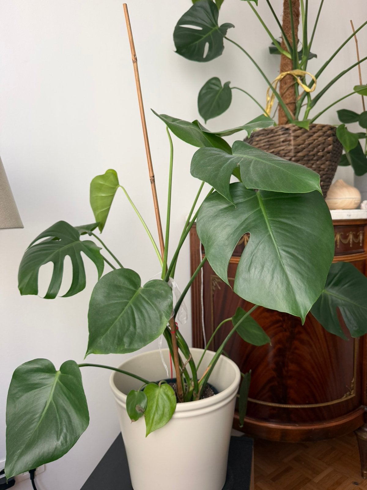 Monstera, Ophalen