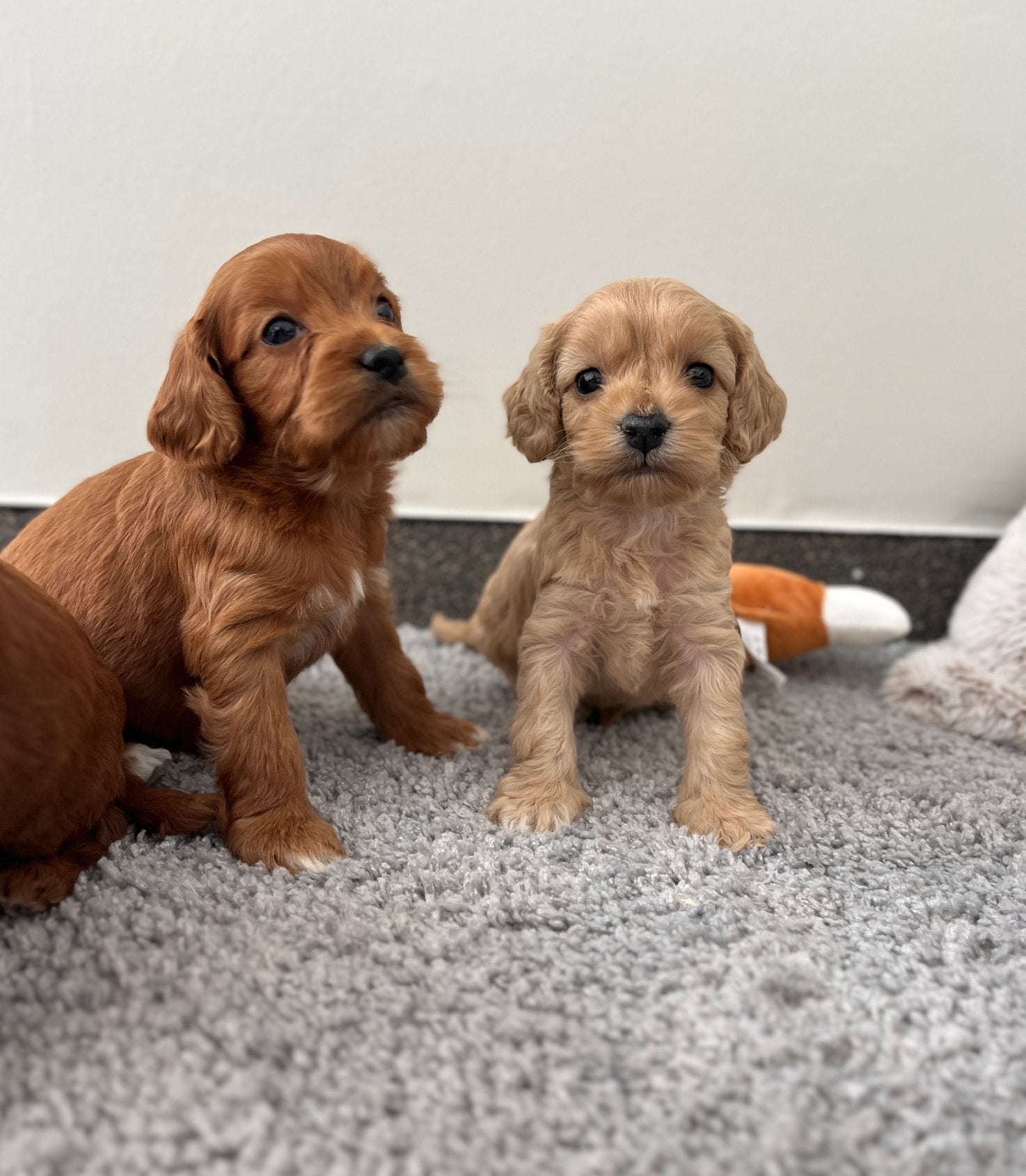 Beaux chiots cockapoo (parents testés), Animaux & Accessoires, Caniche, Maladie de Carré (chiens), Plusieurs, Belgique