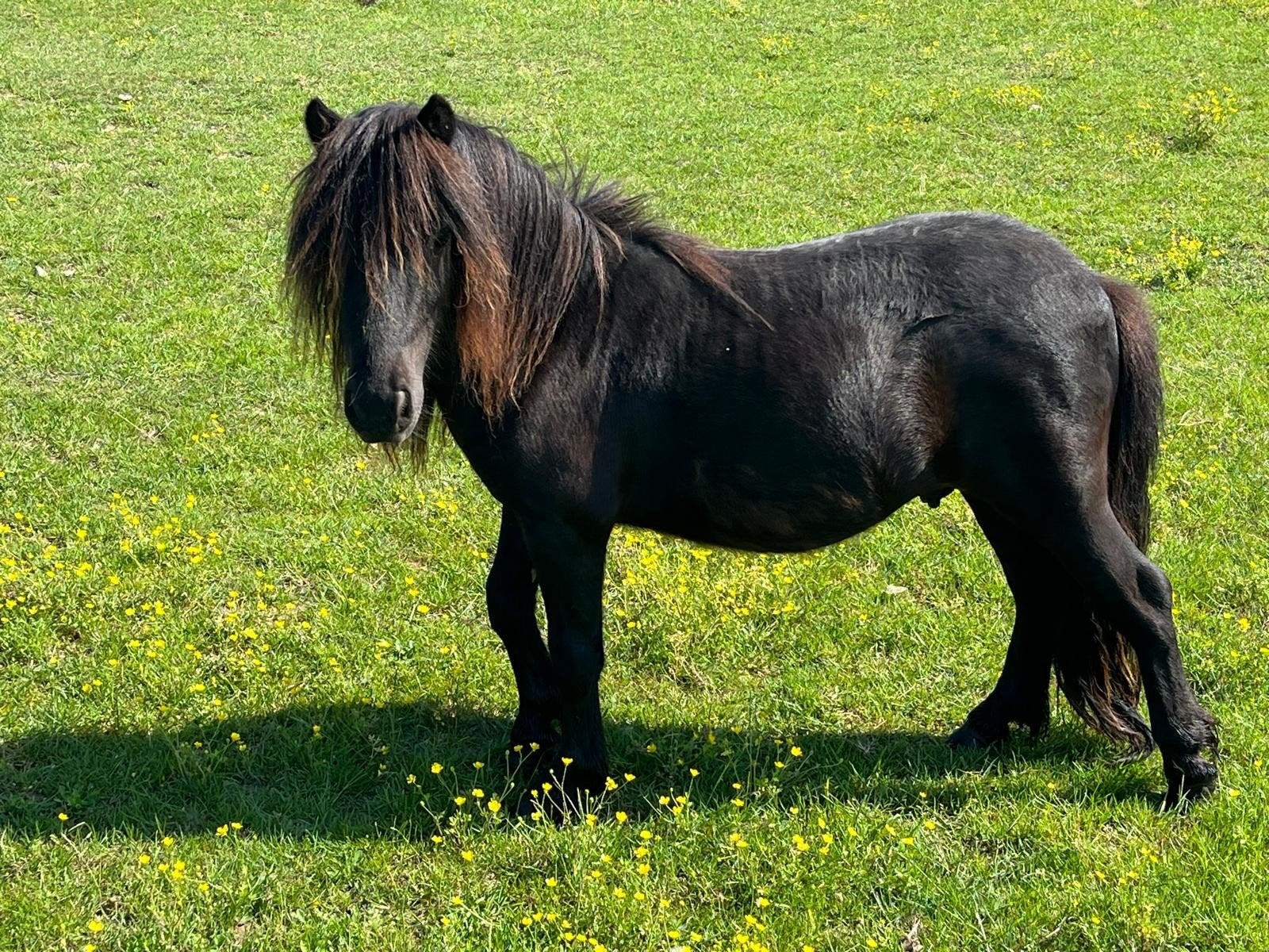 Mooi minipaardje te koop, Étalon, 0 à 2 ans