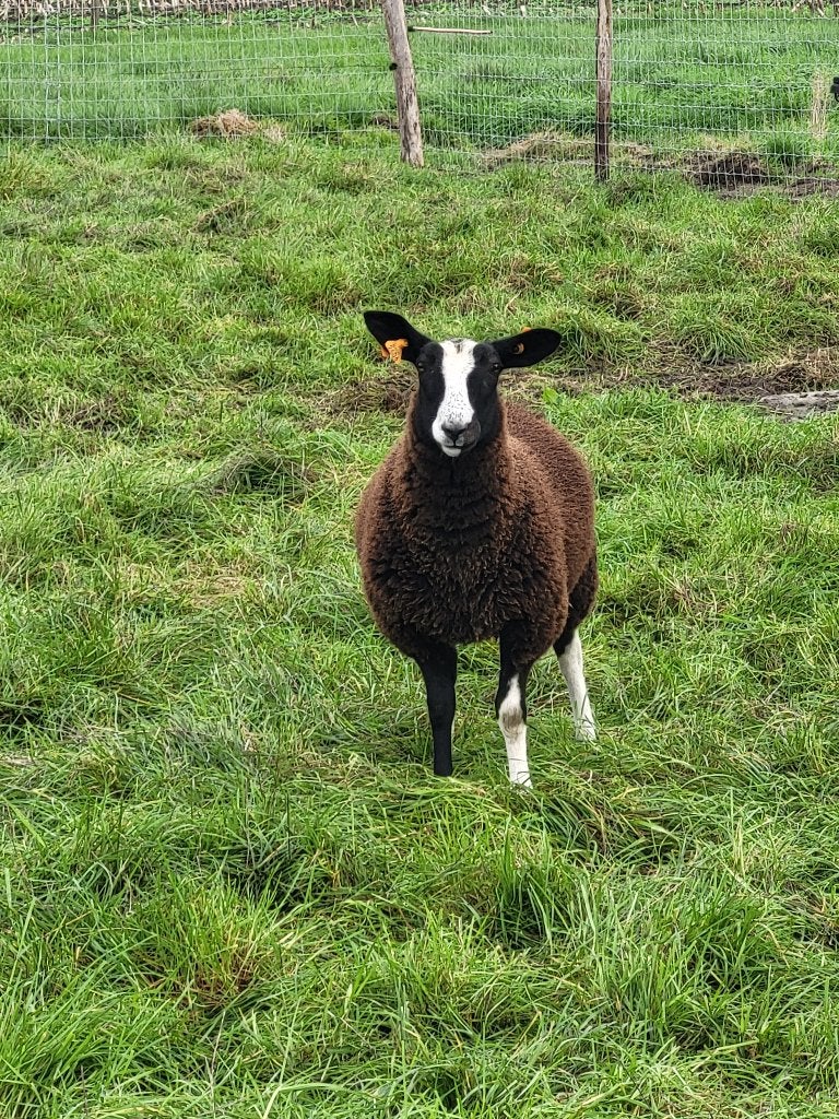 Schaap, Vrouwelijk, Schaap, 0 tot 2 jaar