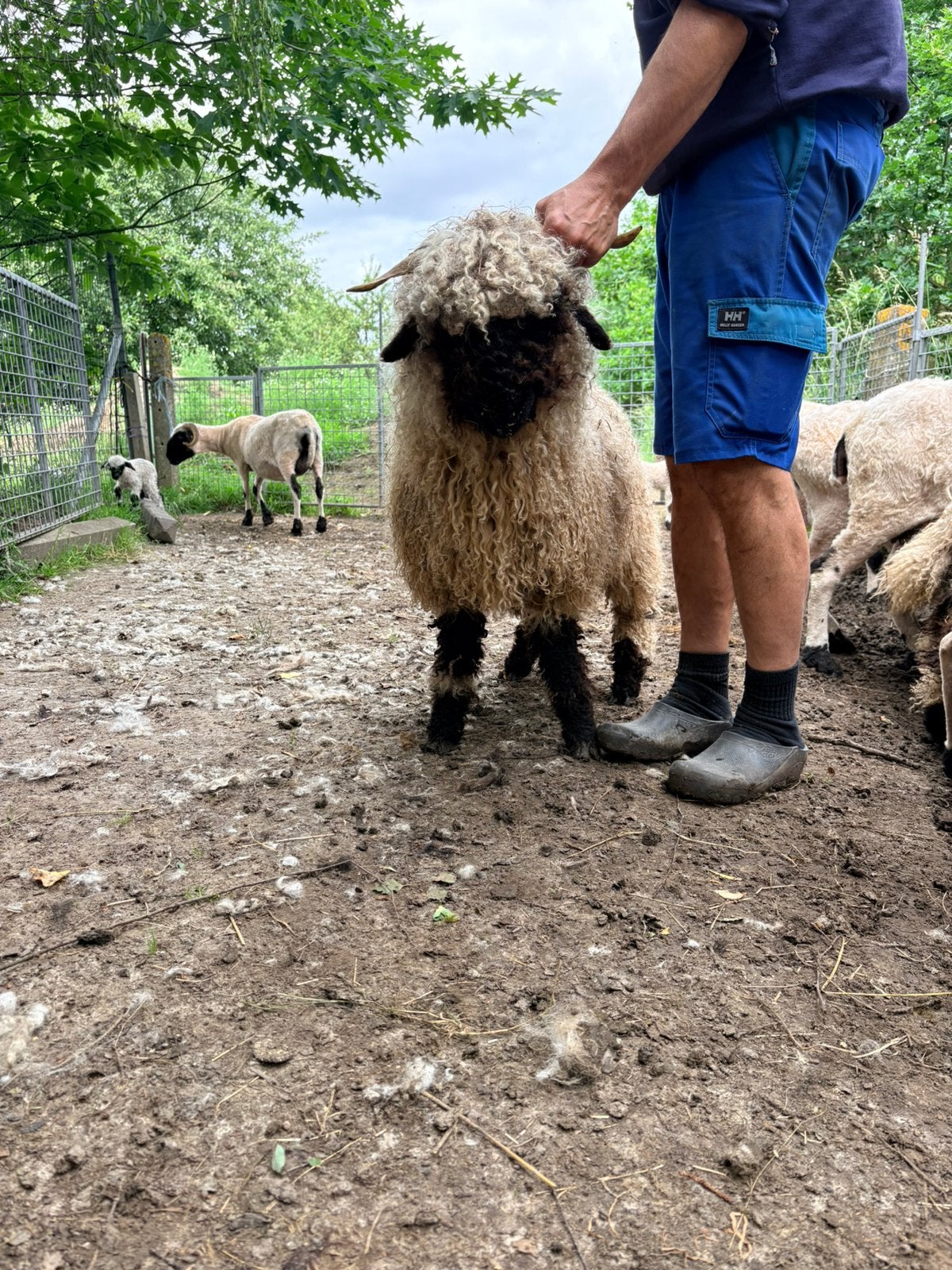 Walliser Schwarznase ooitje - 19/11/2025, Dieren en Toebehoren, Vrouwelijk, Schaap, 0 tot 2 jaar