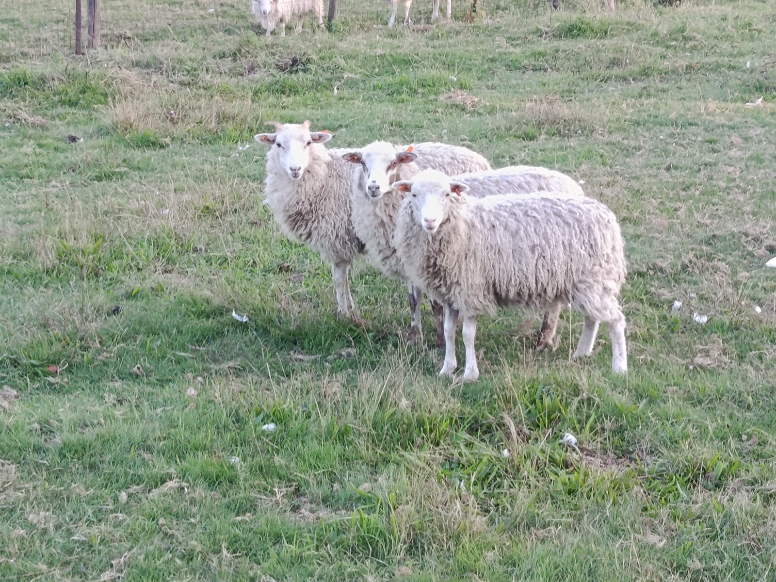 drie mooie skudde ooilammeren, Dieren en Toebehoren