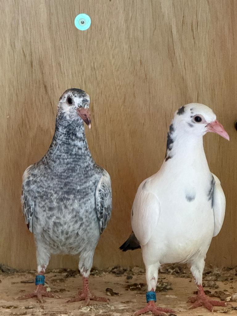 Pigeonneaux marbré Descheemaecker, Dieren en Toebehoren, Vogels | Duiven