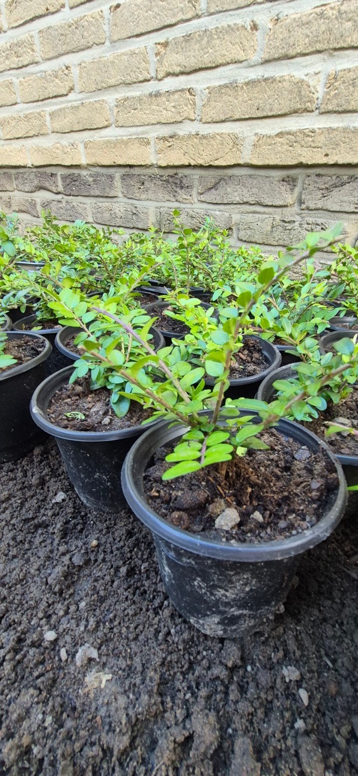 lonicera plantjes, Tuin en Terras, Ophalen
