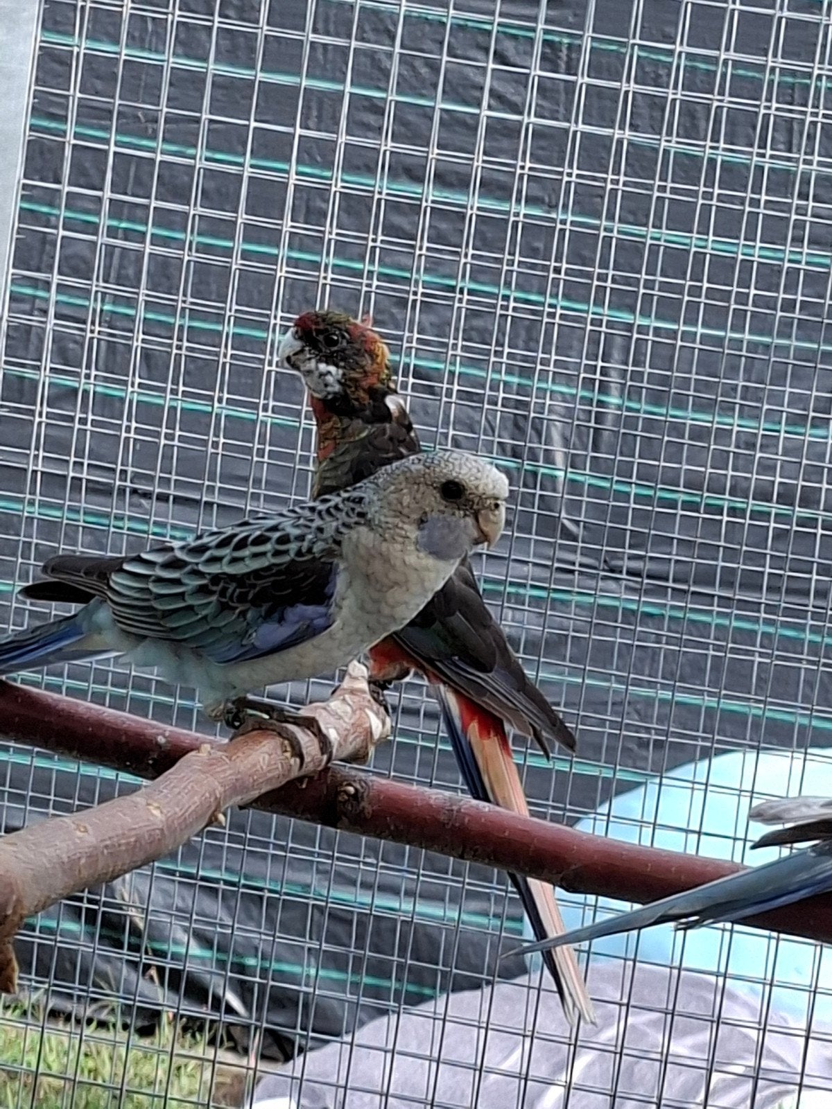 rosella parkieten, Dieren en Toebehoren