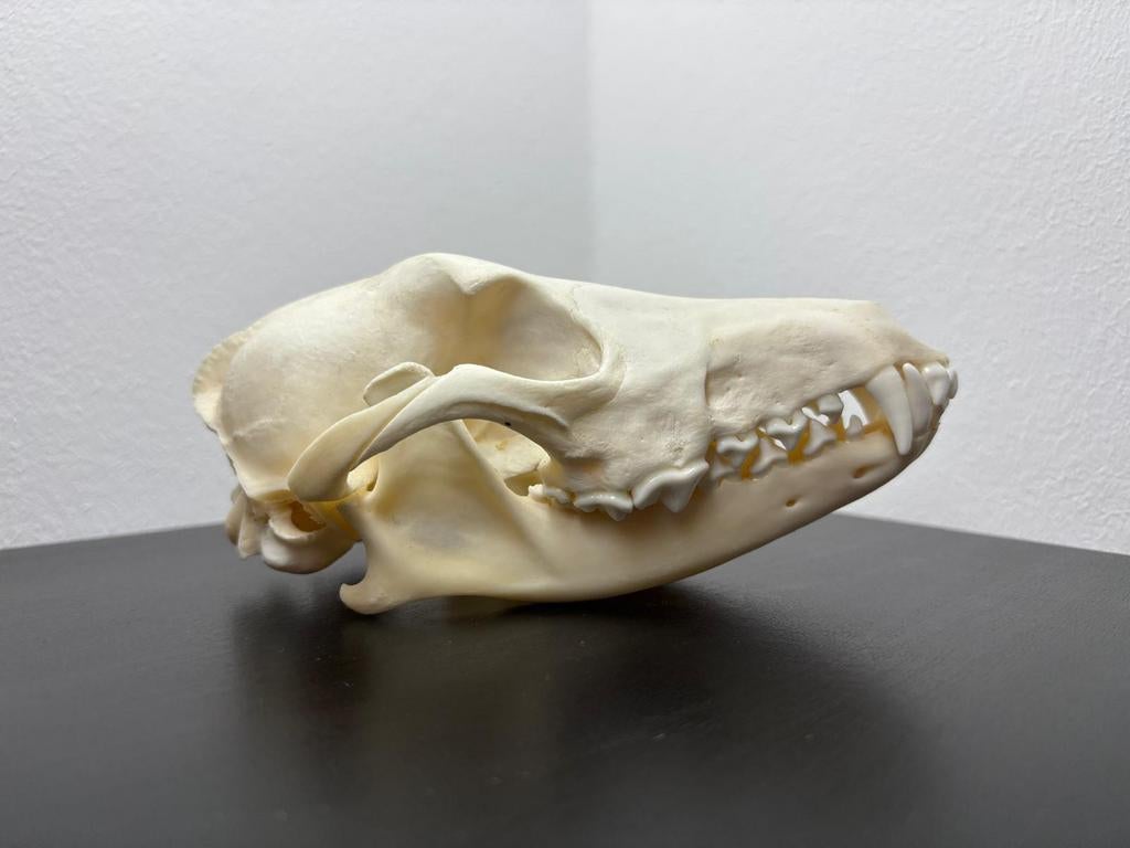 Schedel goudjakhals, Verzamelen, Dierenverzamelingen, Ophalen of Verzenden, Schedel
