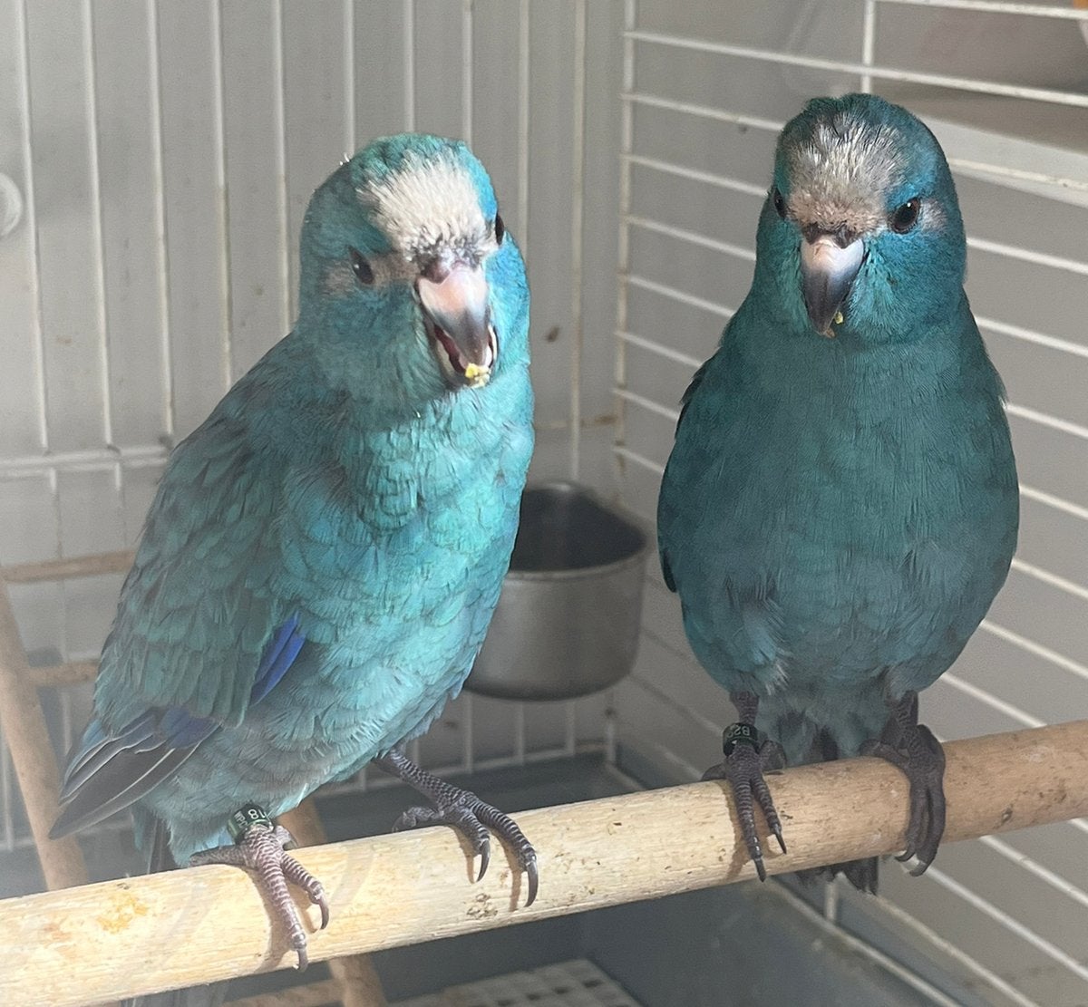 3 Kakariki EAM mâles, baguées