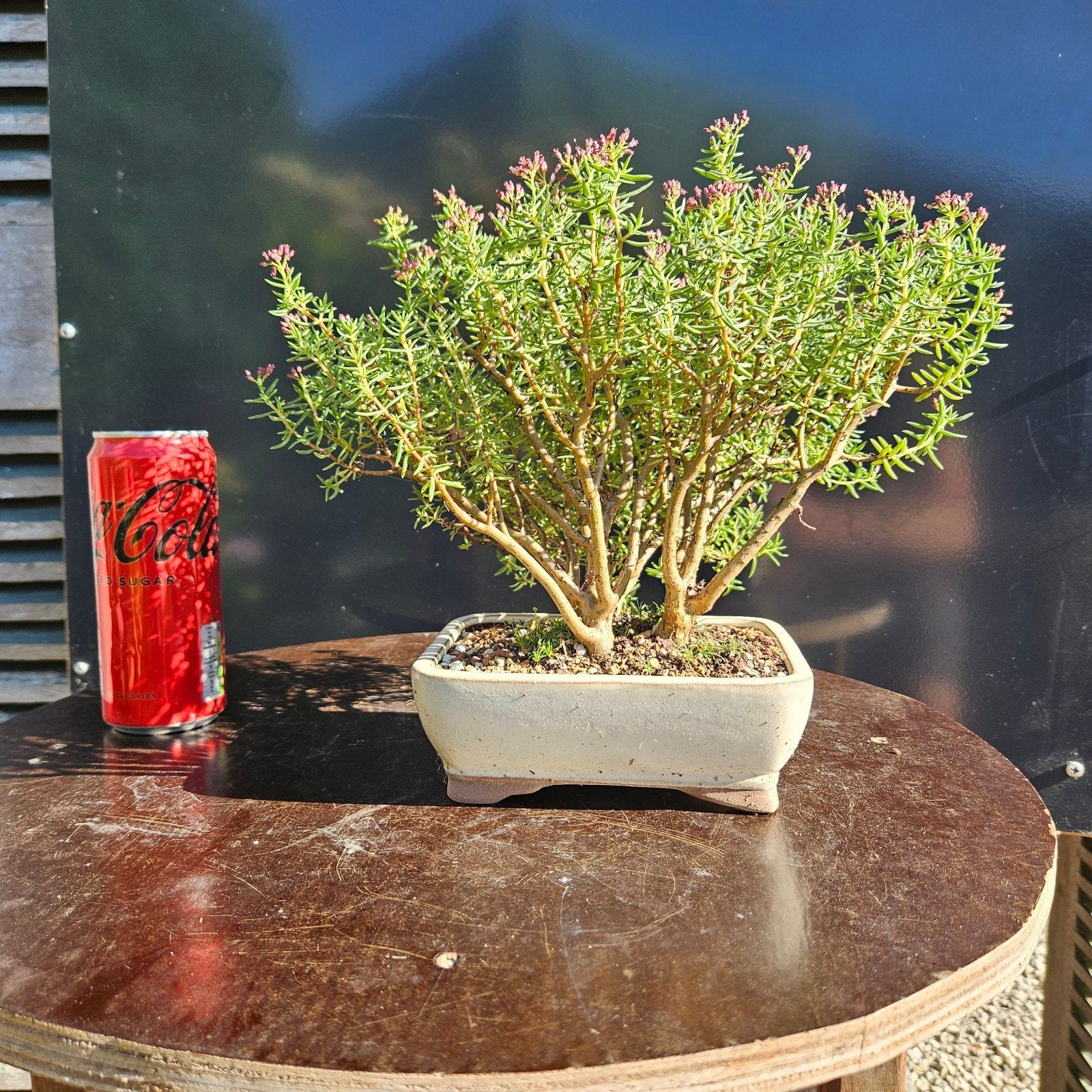 Crassula sarcocaulis voor Bonsai., Tuin en Terras, Ophalen