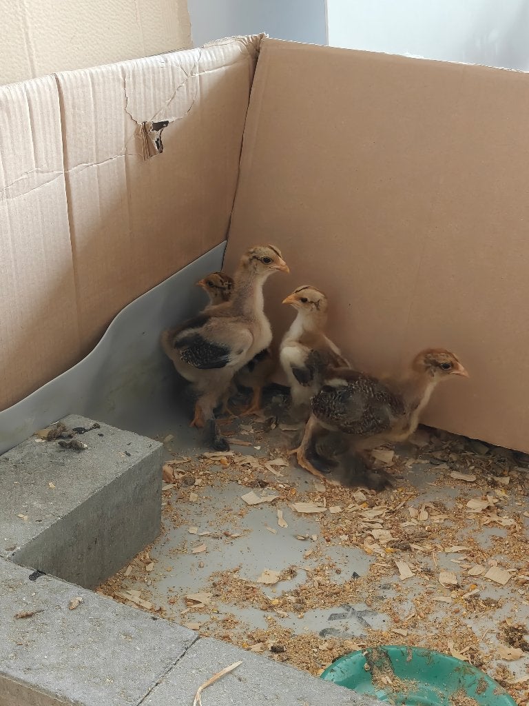 Brahma kippen, Poule ou poulet