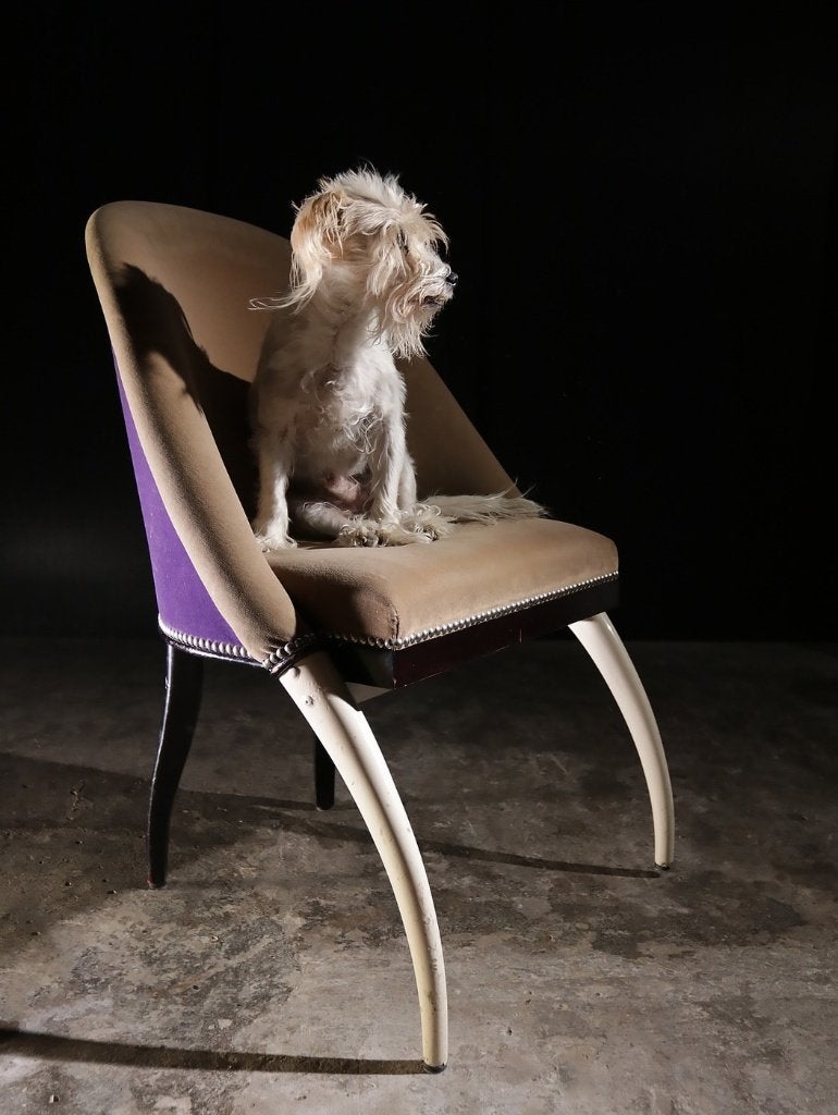 Pierre Counot Art Deco Elephant stoelen, set van 5, Enlèvement