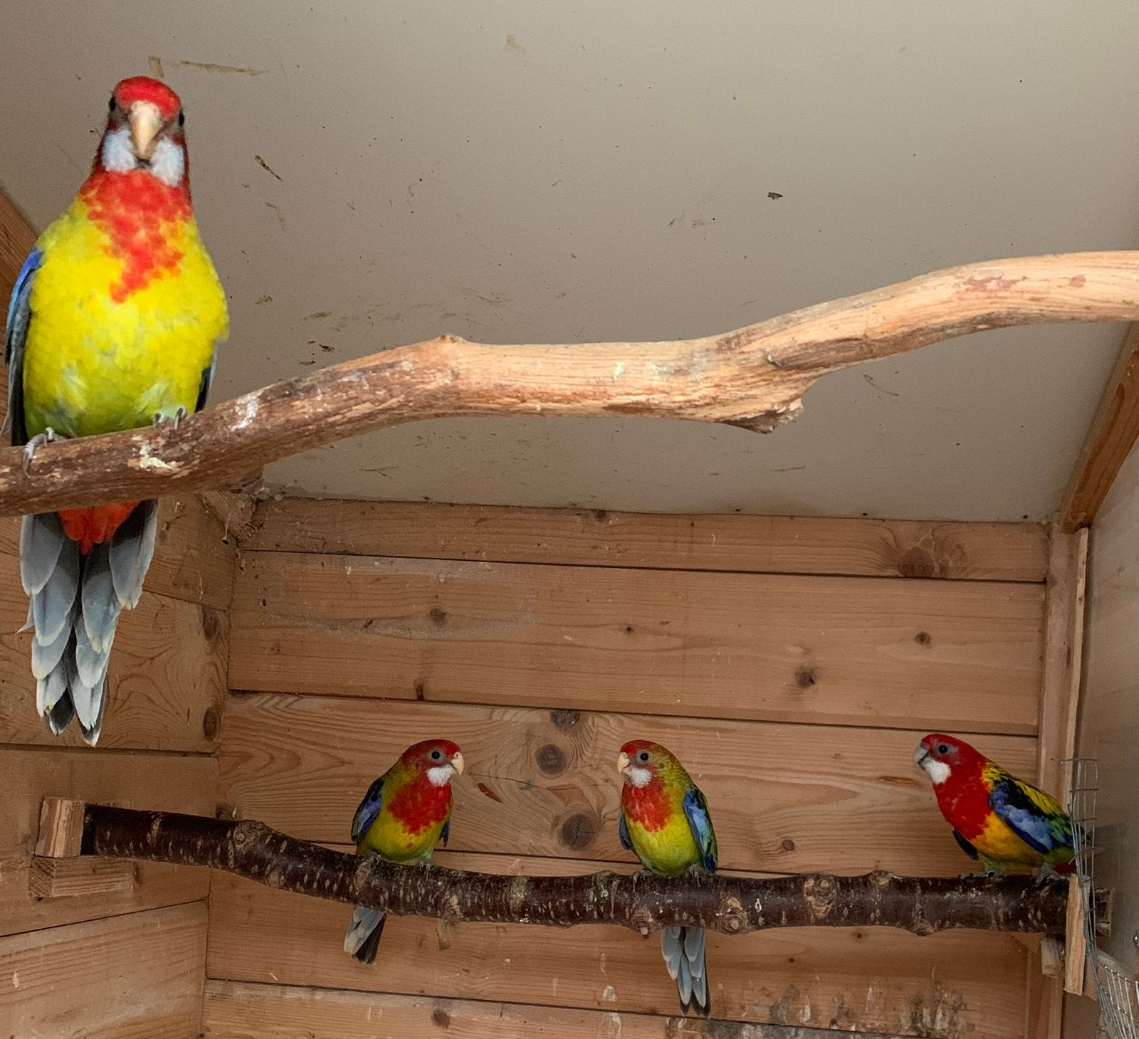 Pracht rosella parkieten