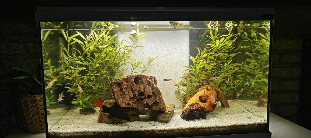 Aquarium Zolux Tana 60L tout équipé - A servi 3 mois, Animaux & Accessoires, Poissons | Aquariums & Accessoires, Aquarium vide