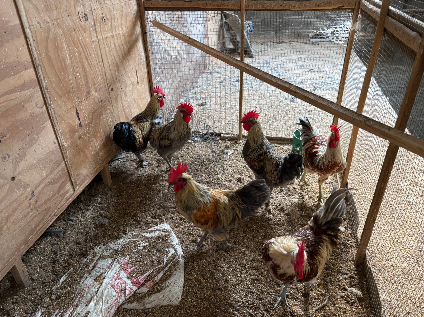 Slacht hanen, Dieren en Toebehoren, Mannelijk, Kip