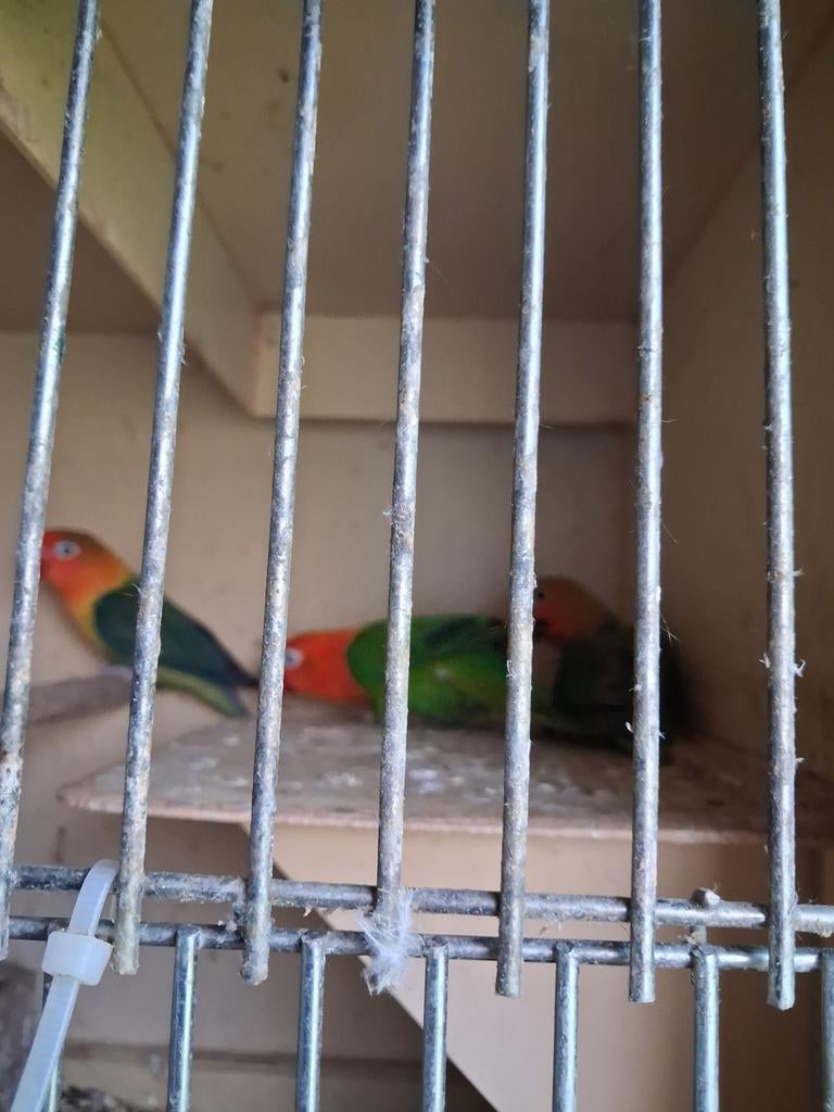 Ficherie