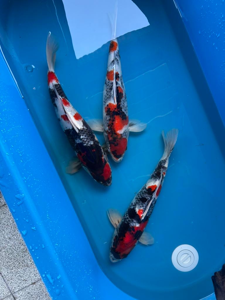 Japanse koi - Dainichi showa - 2024 - +_ 50 cm
