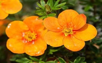 Potentilla fruticosa "Tangerine" (struikganzerik), Jardin & Terrasse, Plantes | Arbustes & Haies, Enlèvement, Autres espèces, Arbuste