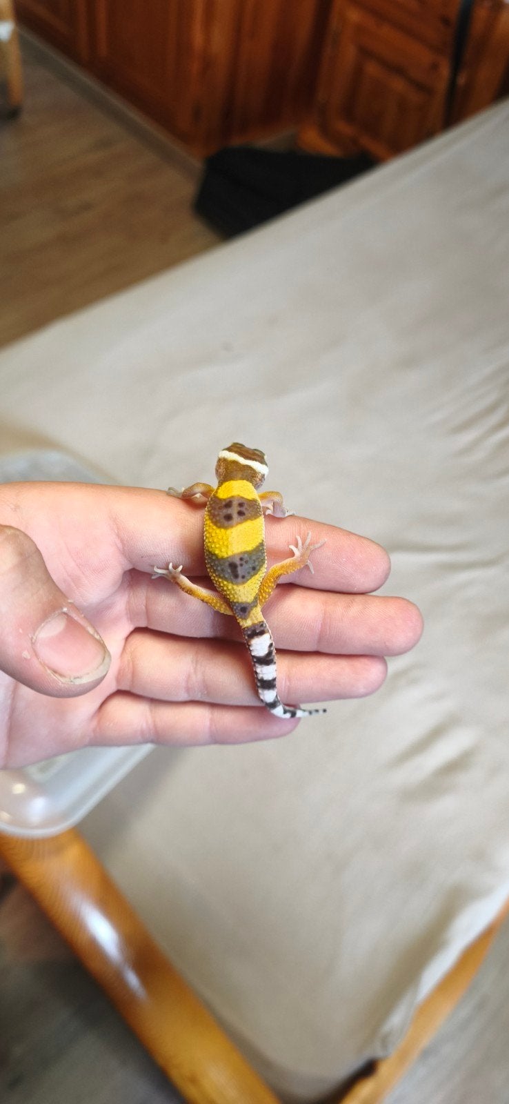 jonge luipaardgekko's te koop, Dieren en Toebehoren