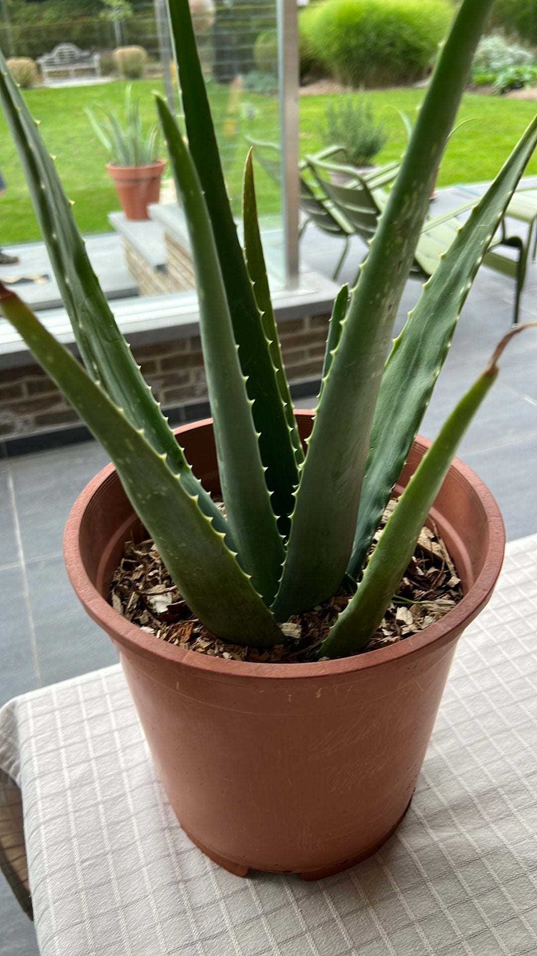 Plante d'aloe vera, Enlèvement