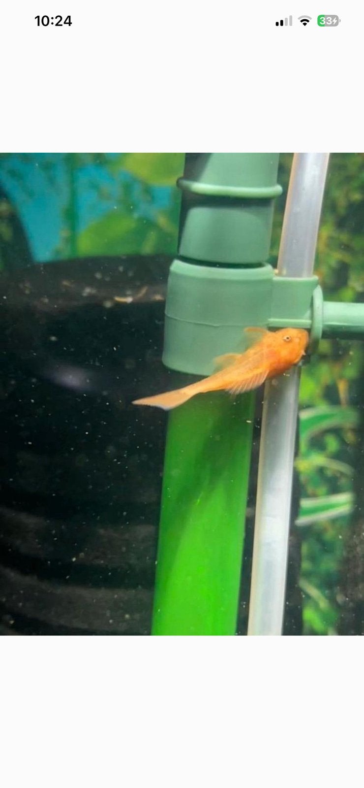 8 Ancistrus rouge