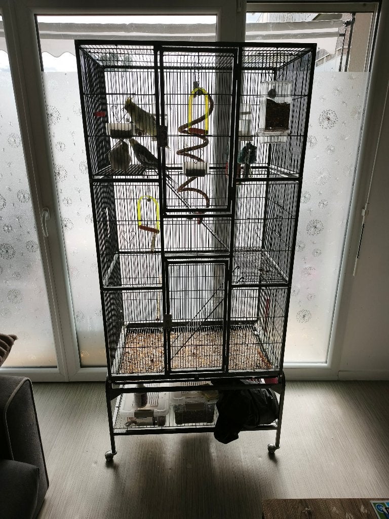 Calopsittes+cage, Enlèvement, Comme neuf, Volière