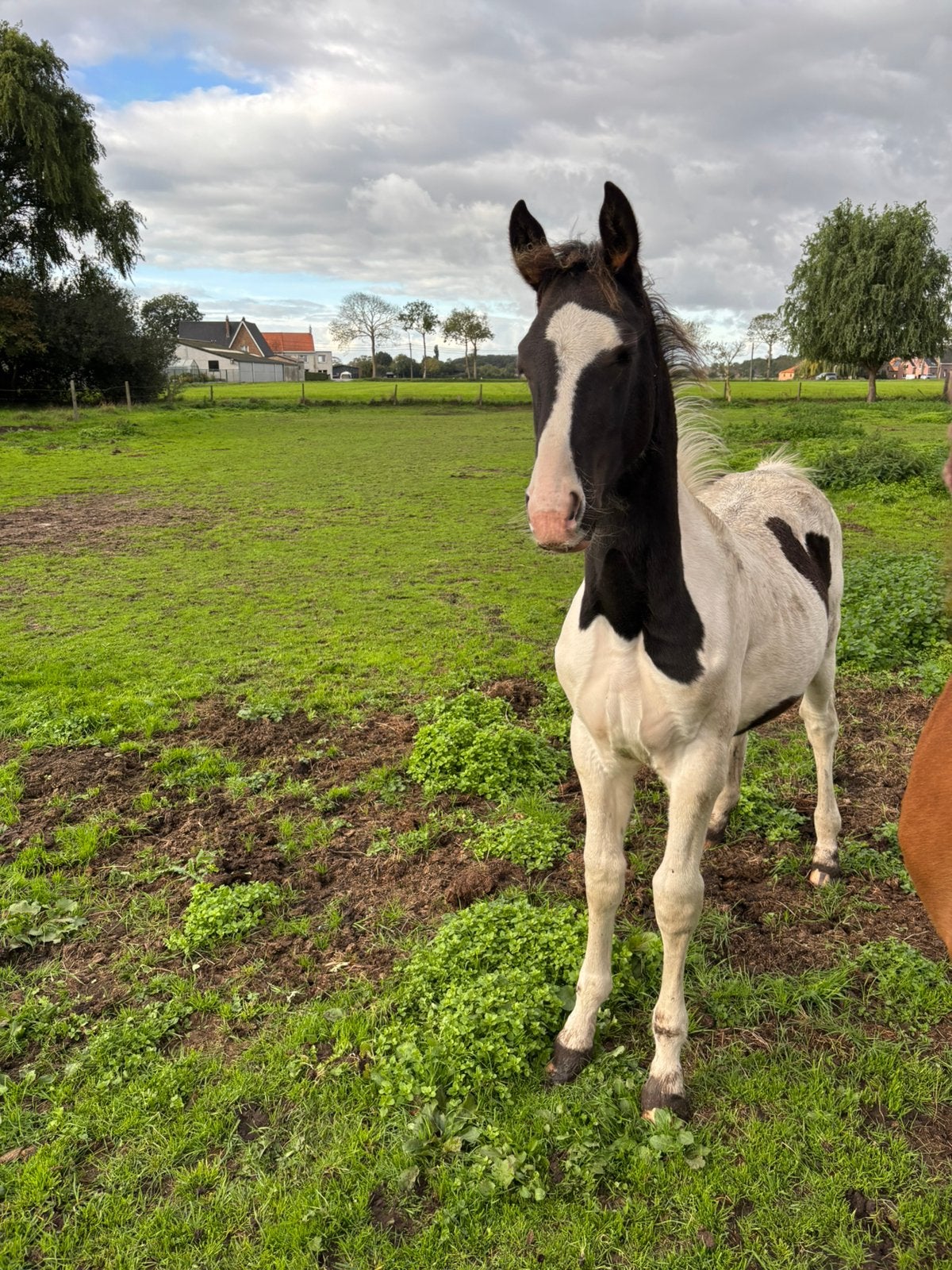 Grand poulain à vendre, Animaux & Accessoires