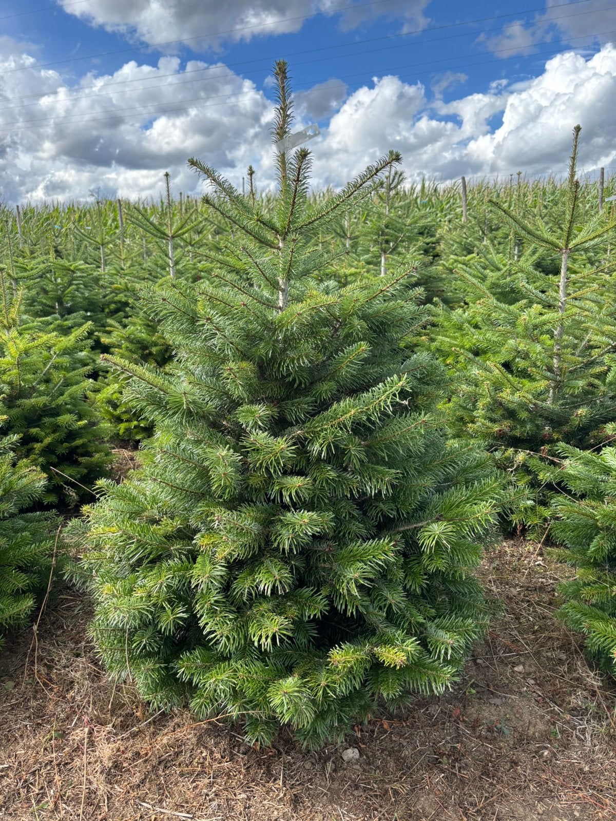 Sapin de Noël nordmann, Jardin & Terrasse, Enlèvement