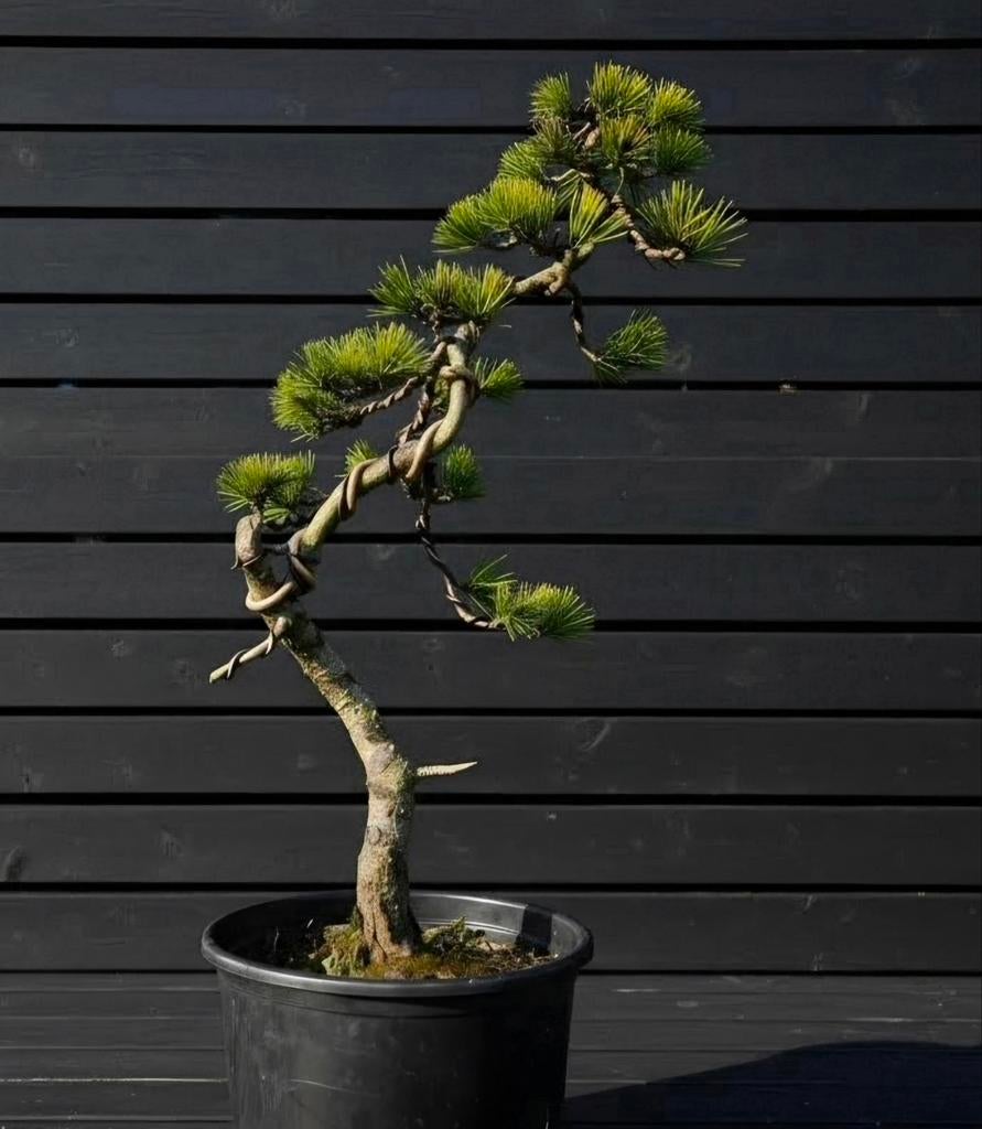 Pinus parviflora (Japanse witte den) – Literati bonsai, Tuin en Terras, Ophalen of Verzenden