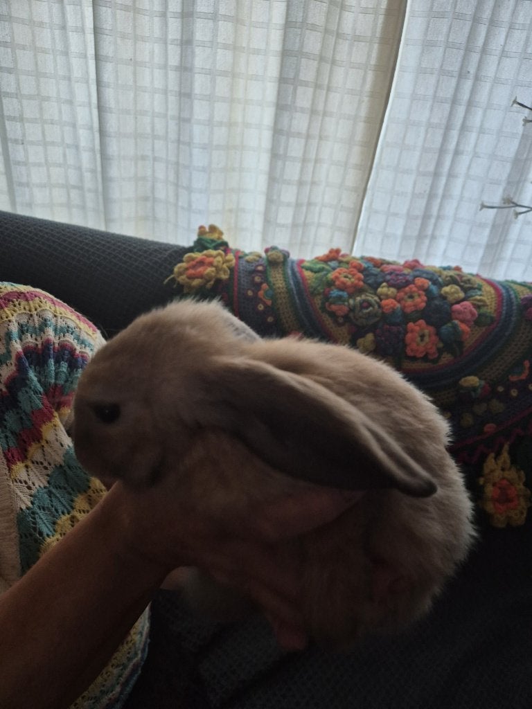 konijn, Mannelijk, Dwerg, Hangoor, 0 tot 2 jaar