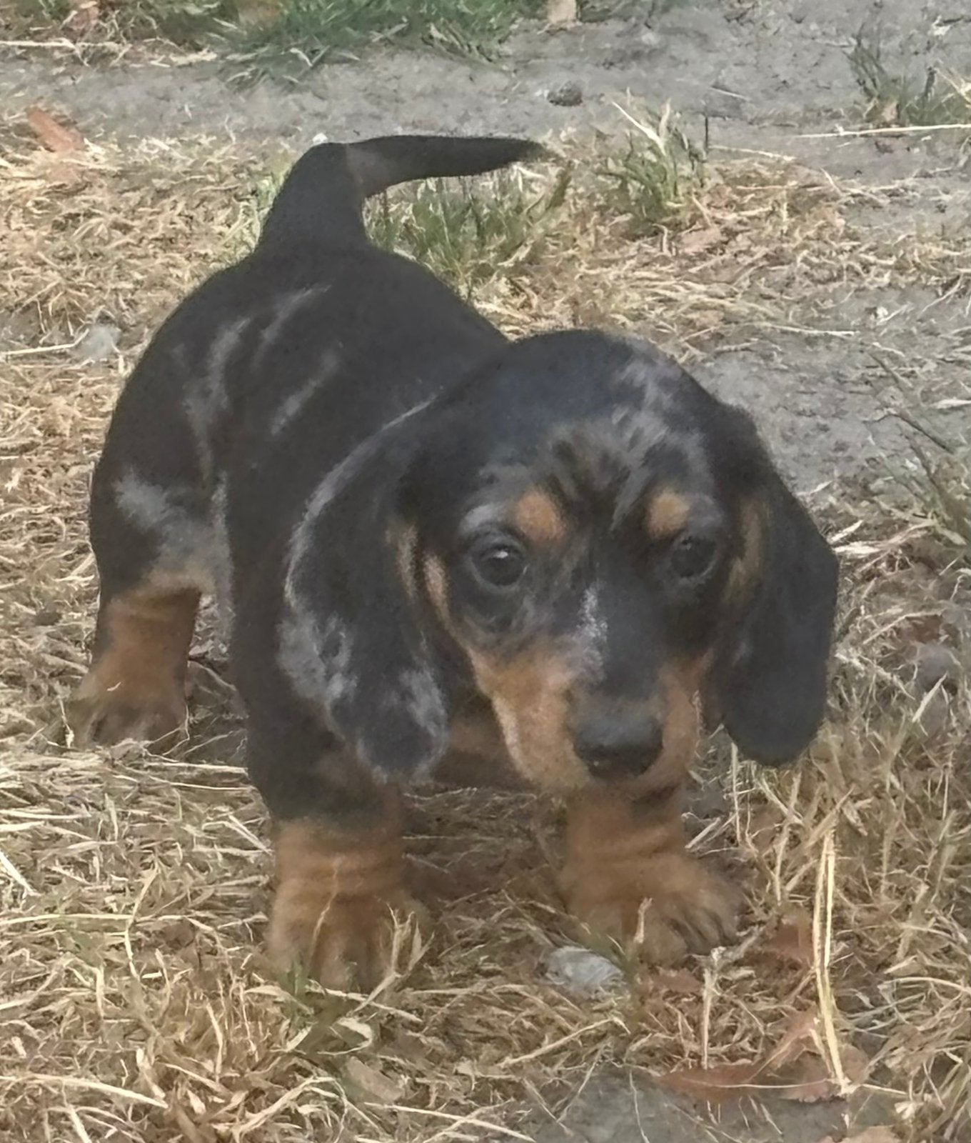 Superlieve korthaar dwerg teckel pups,in huis grootgebracht, Parvo, België, Fokker | Hobbymatig, 8 tot 15 weken